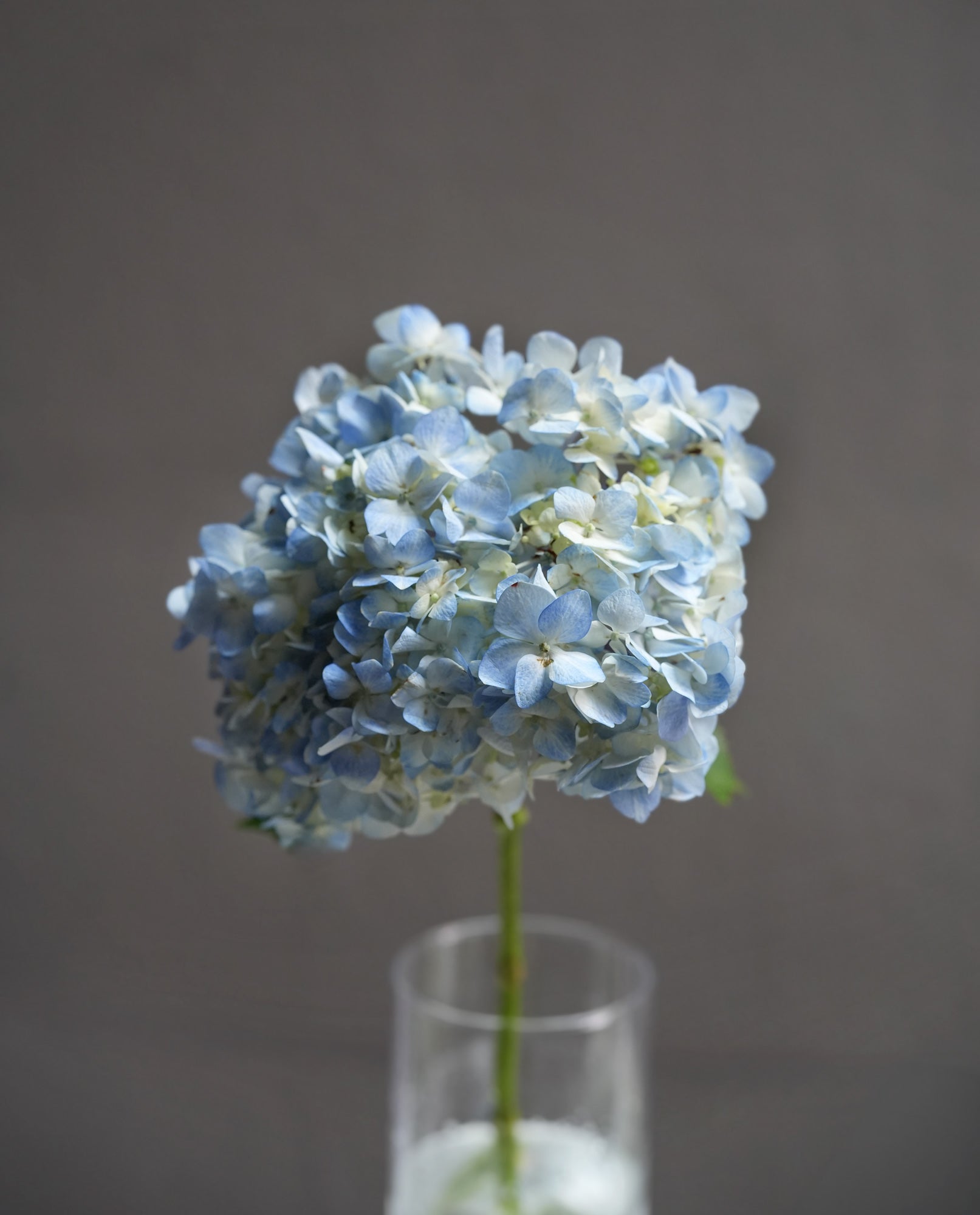 Hydrangea