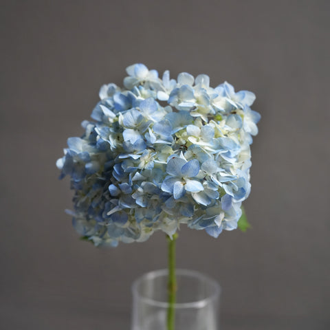 Hydrangea