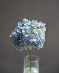 Hydrangea