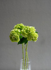 Hydrangea