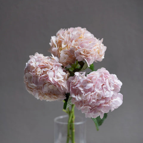 Hydrangea
