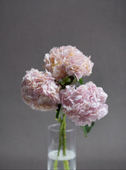Hydrangea