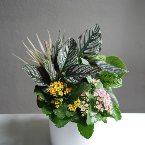 Assorted Plant Arrangement