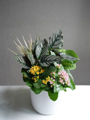 Assorted Plant Arrangement