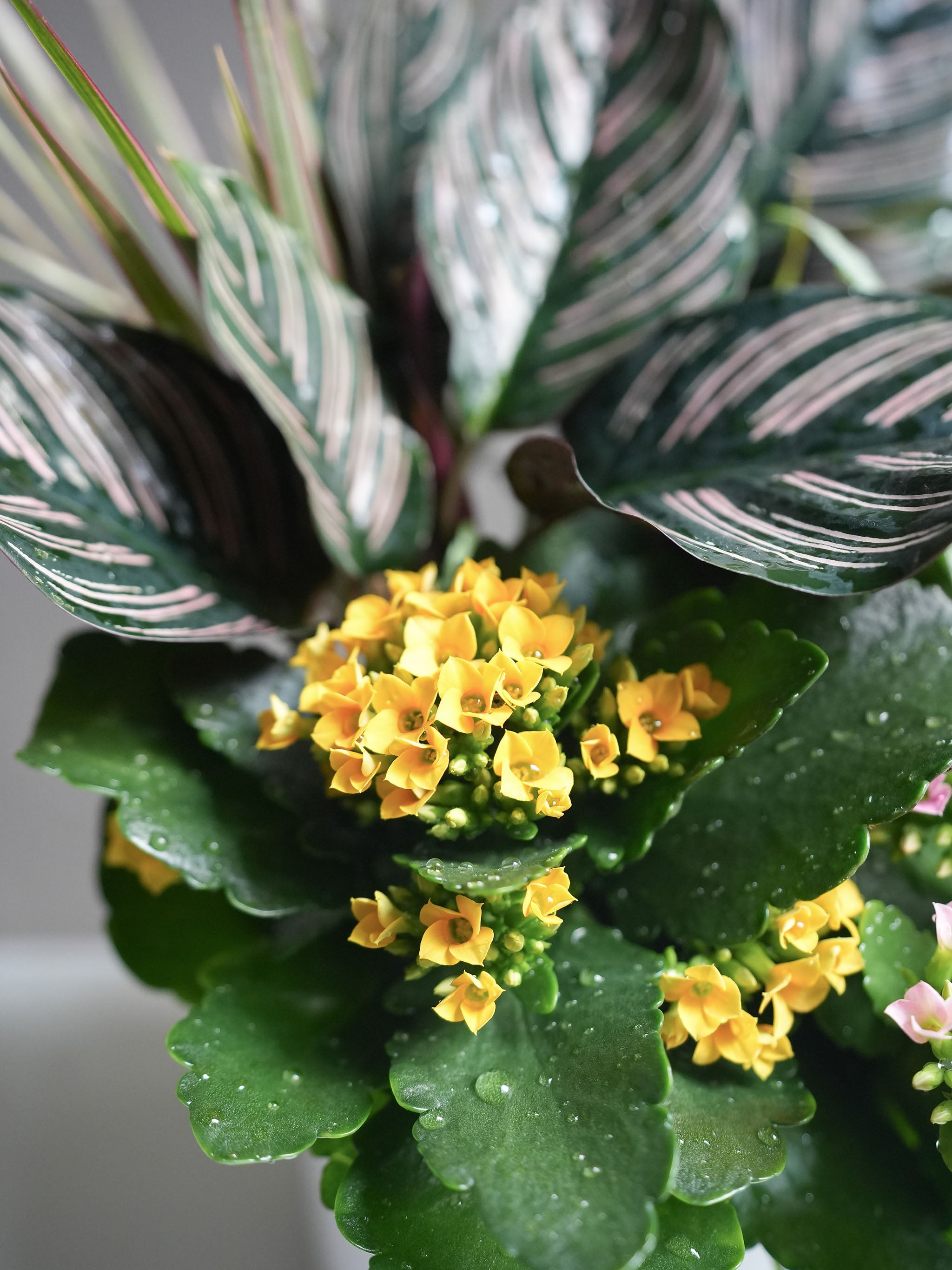 Assorted Plant Arrangement