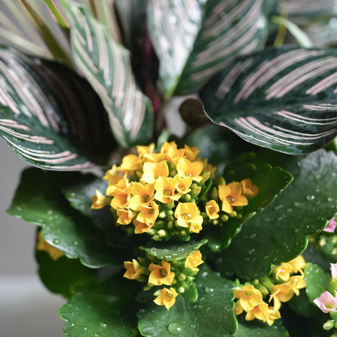 Assorted Plant Arrangement