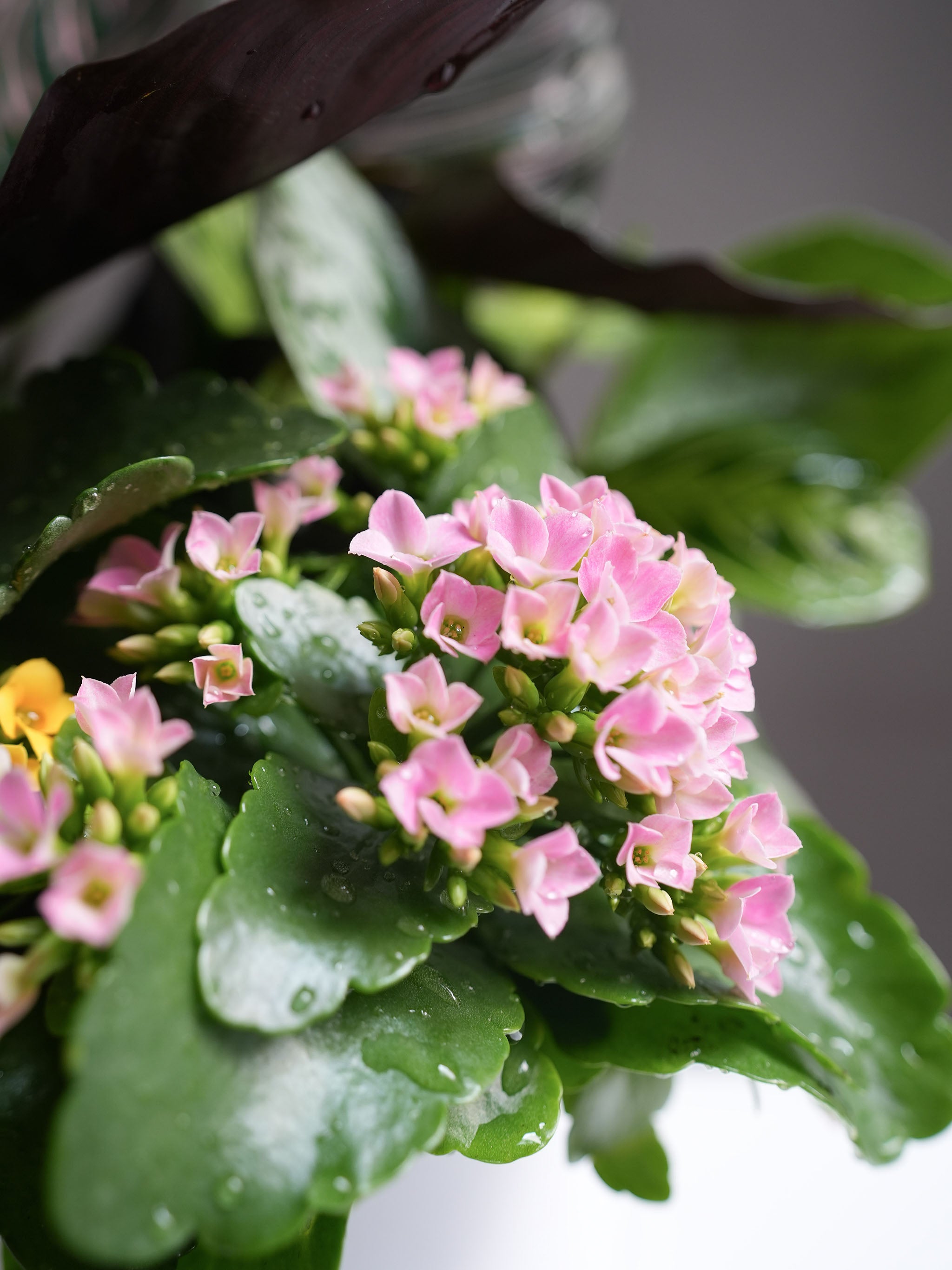 Assorted Plant Arrangement
