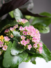 Assorted Plant Arrangement