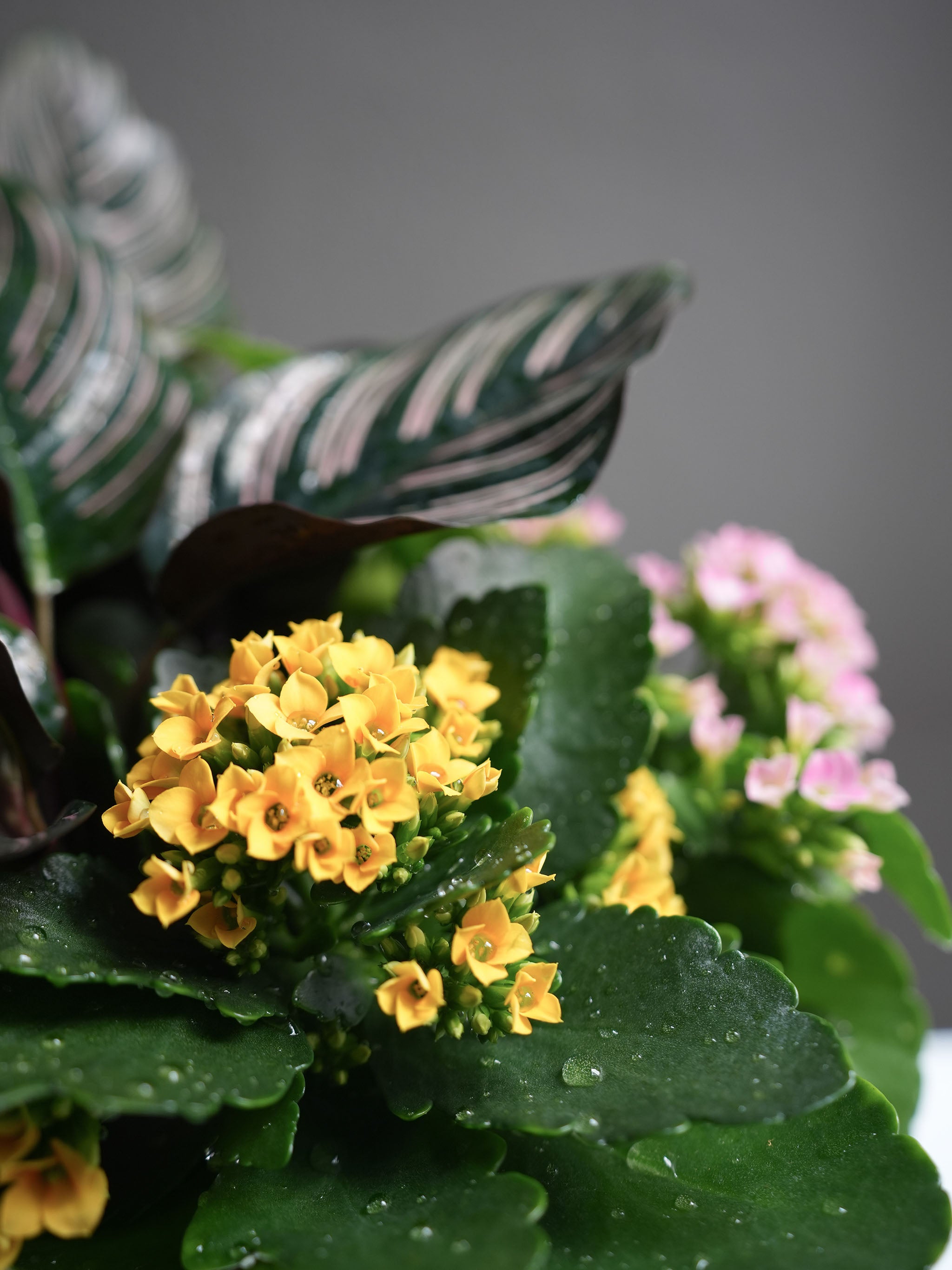 Assorted Plant Arrangement