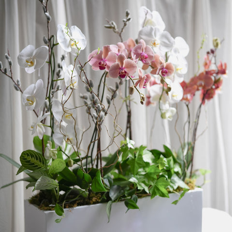 Orchid Forest
