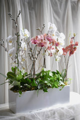 Orchid Forest