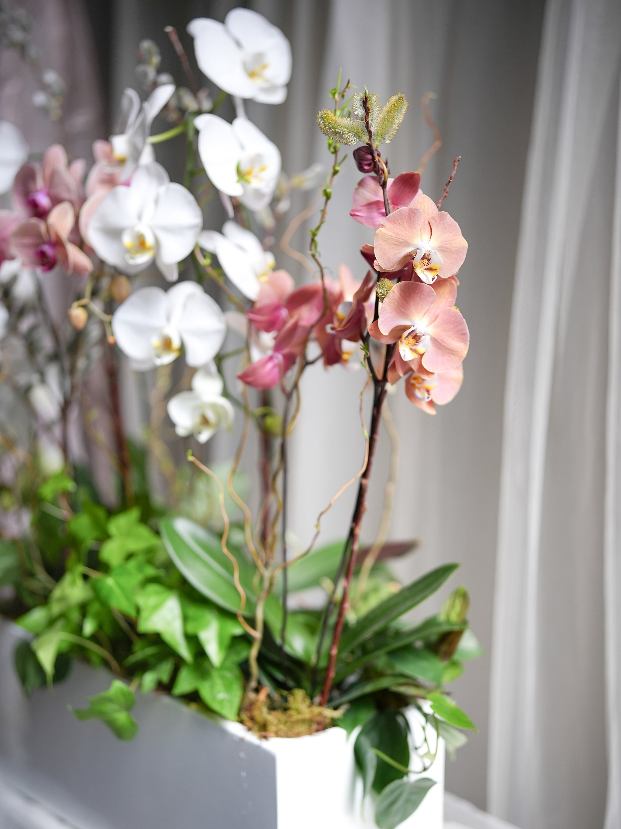 Orchid Forest