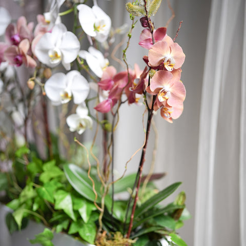 Orchid Forest