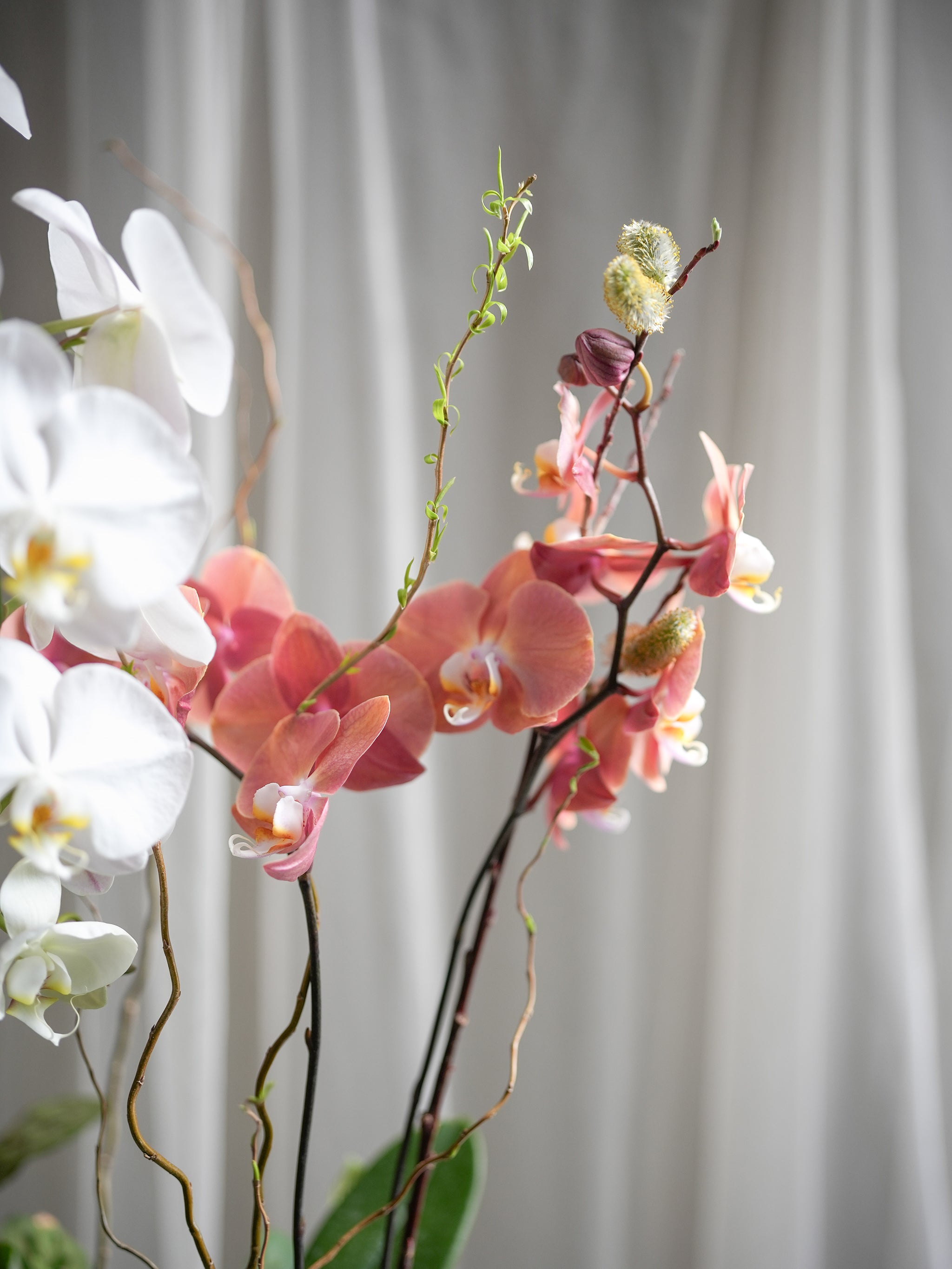 Orchid Forest