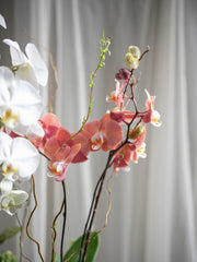 Orchid Forest