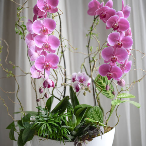 Orchid Grove