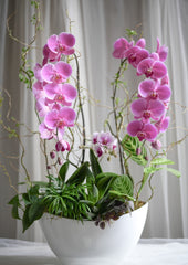 Orchid Grove