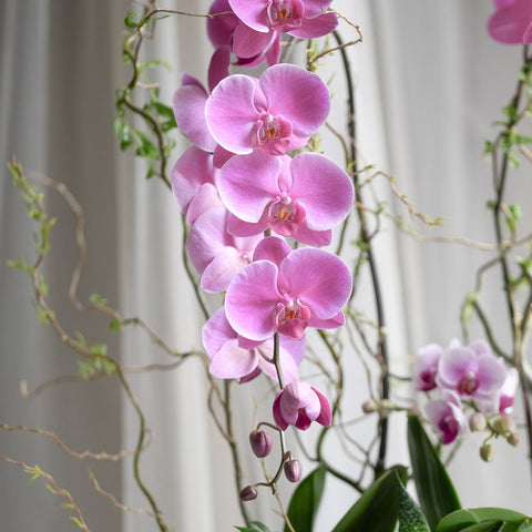 Orchid Grove
