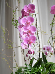 Orchid Grove