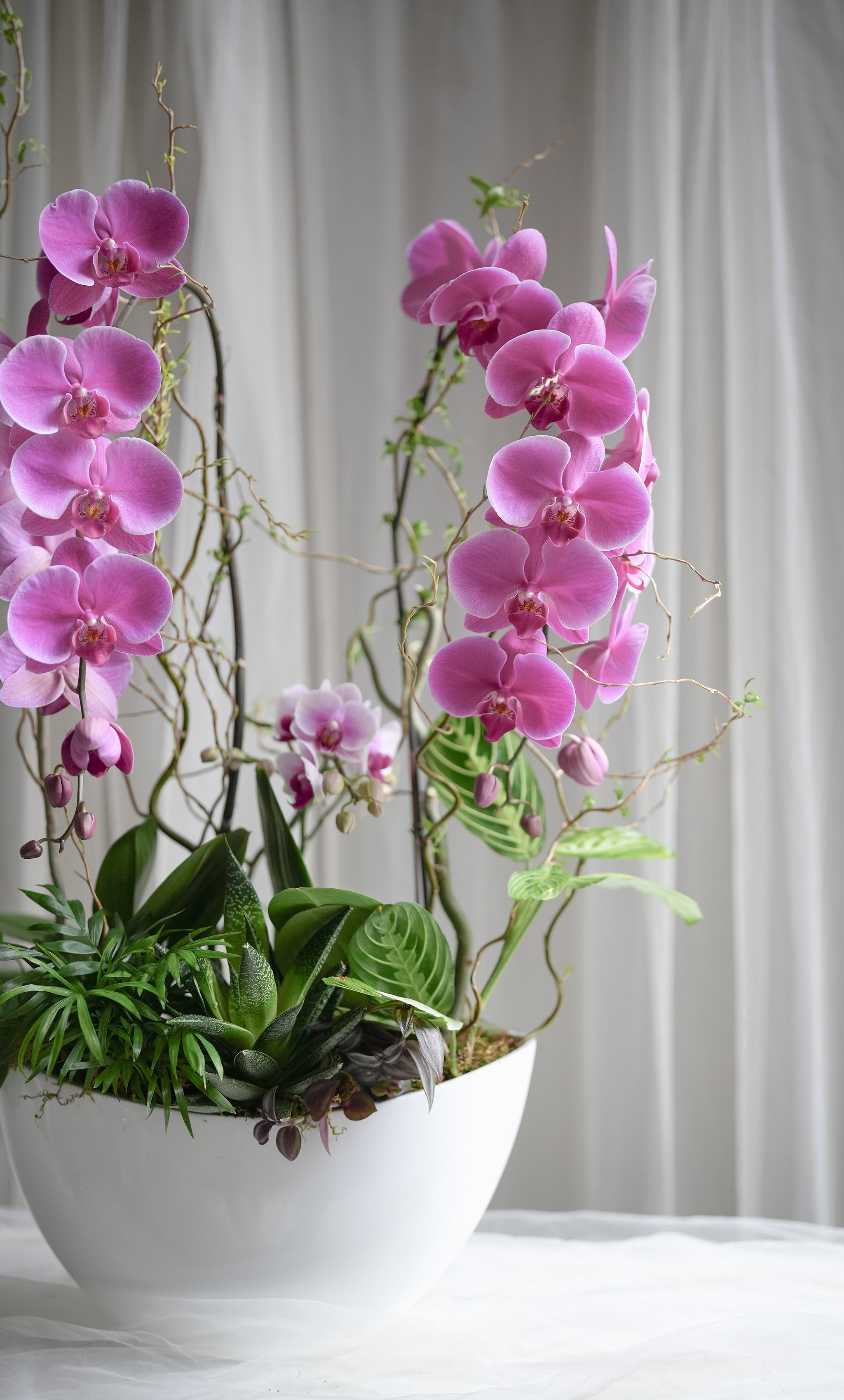 Orchid Grove