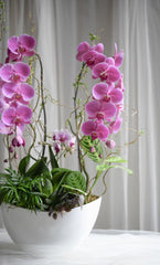 Orchid Grove