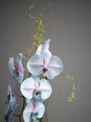 Dyed Blue Orchid Arrangement