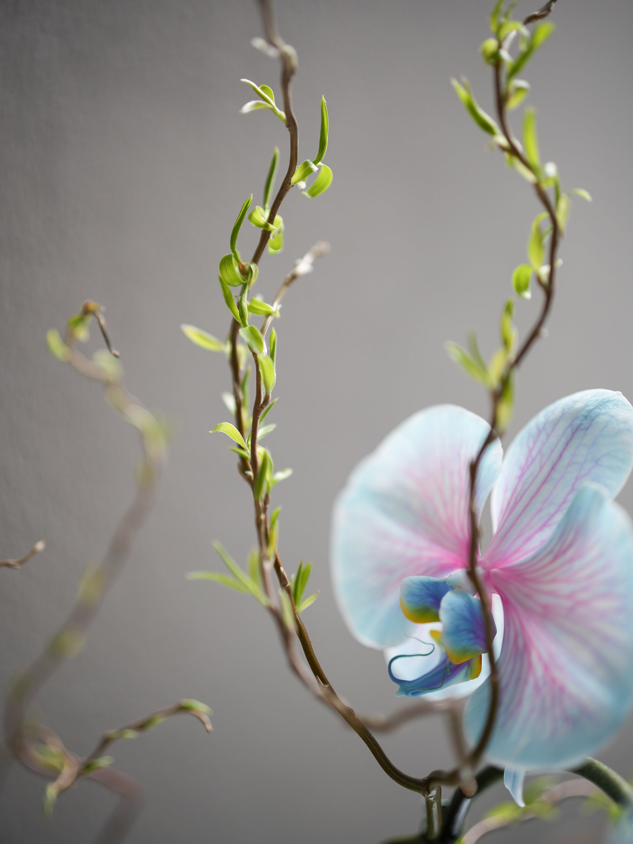 Dyed Blue Orchid Arrangement