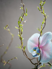 Dyed Blue Orchid Arrangement