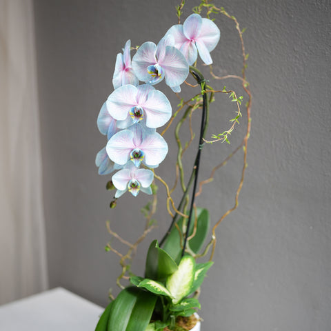 Dyed Blue Orchid Arrangement