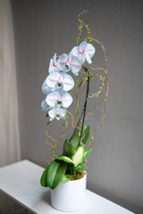 Dyed Blue Orchid Arrangement