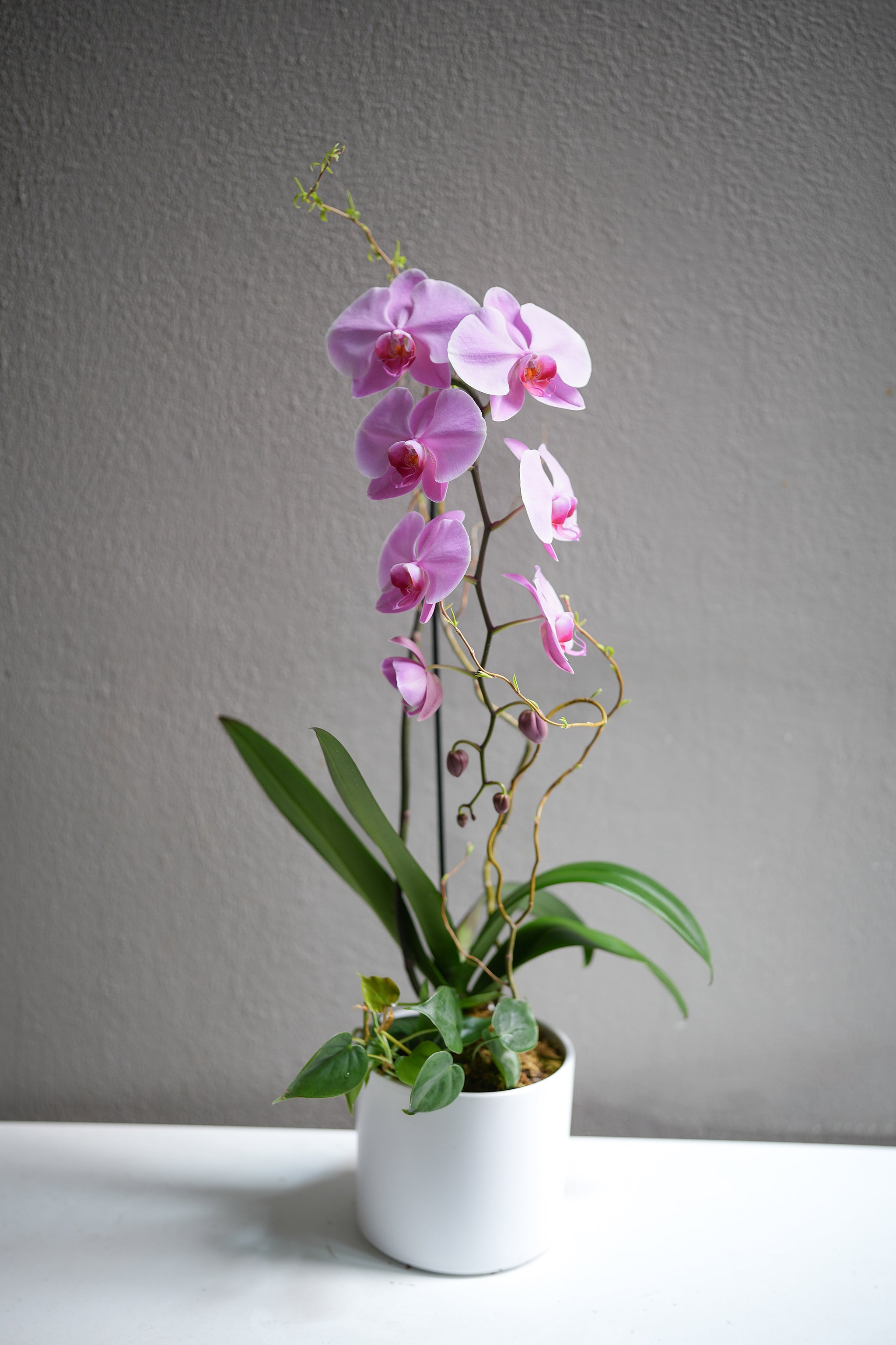 Pink Orchid Arrangement