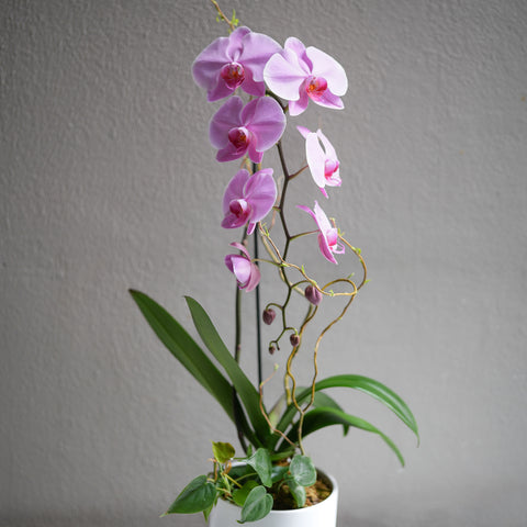 Pink Orchid Arrangement