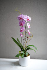 Pink Orchid Arrangement