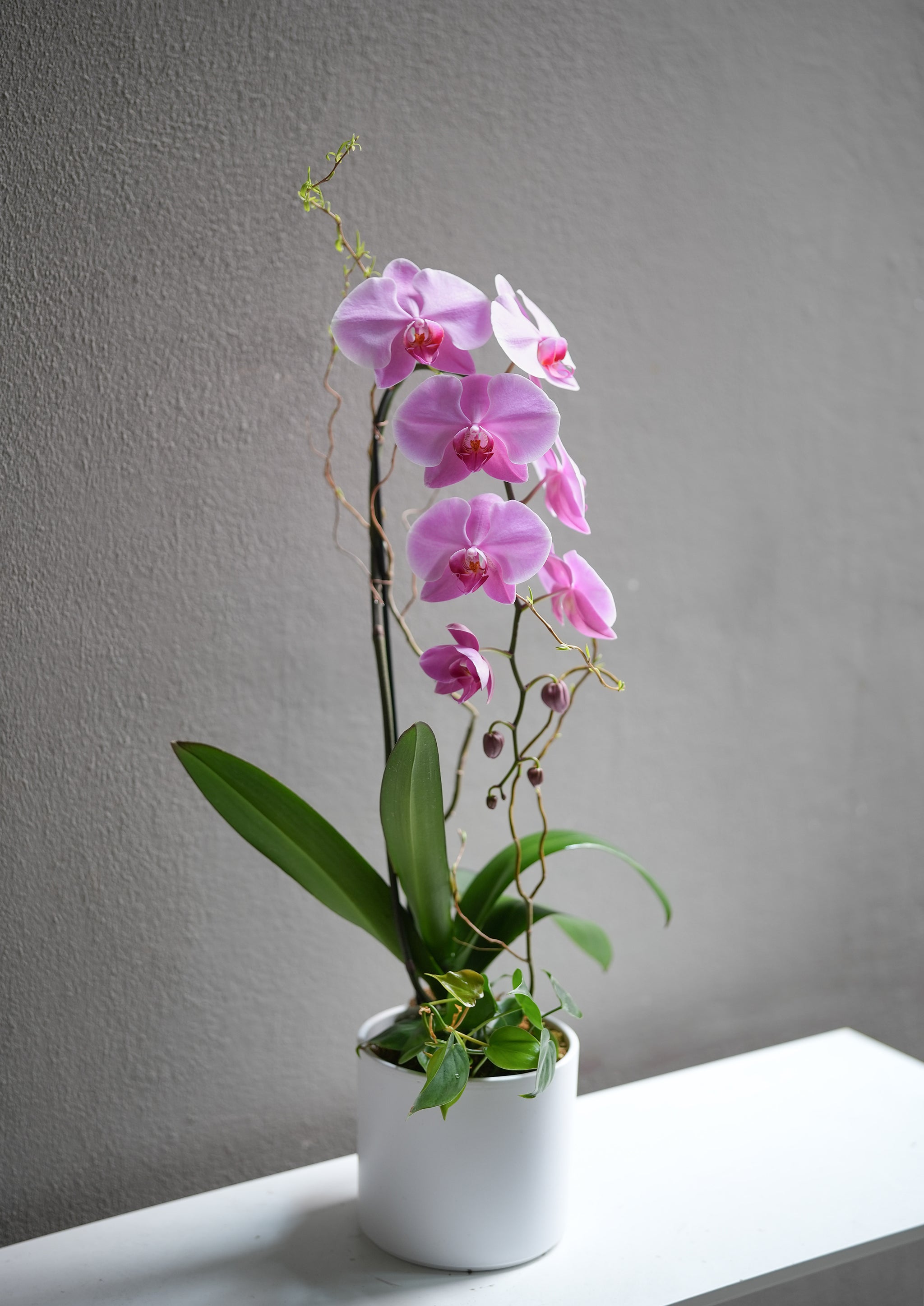 Pink Orchid Arrangement