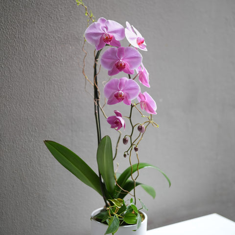 Pink Orchid Arrangement