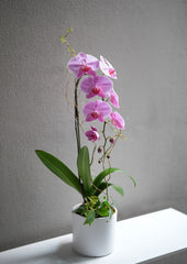 Pink Orchid Arrangement