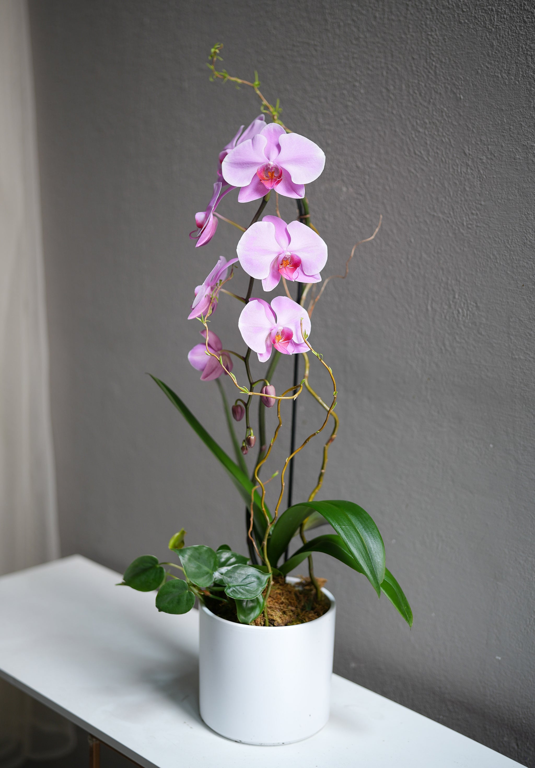 Pink Orchid Arrangement