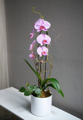 Pink Orchid Arrangement