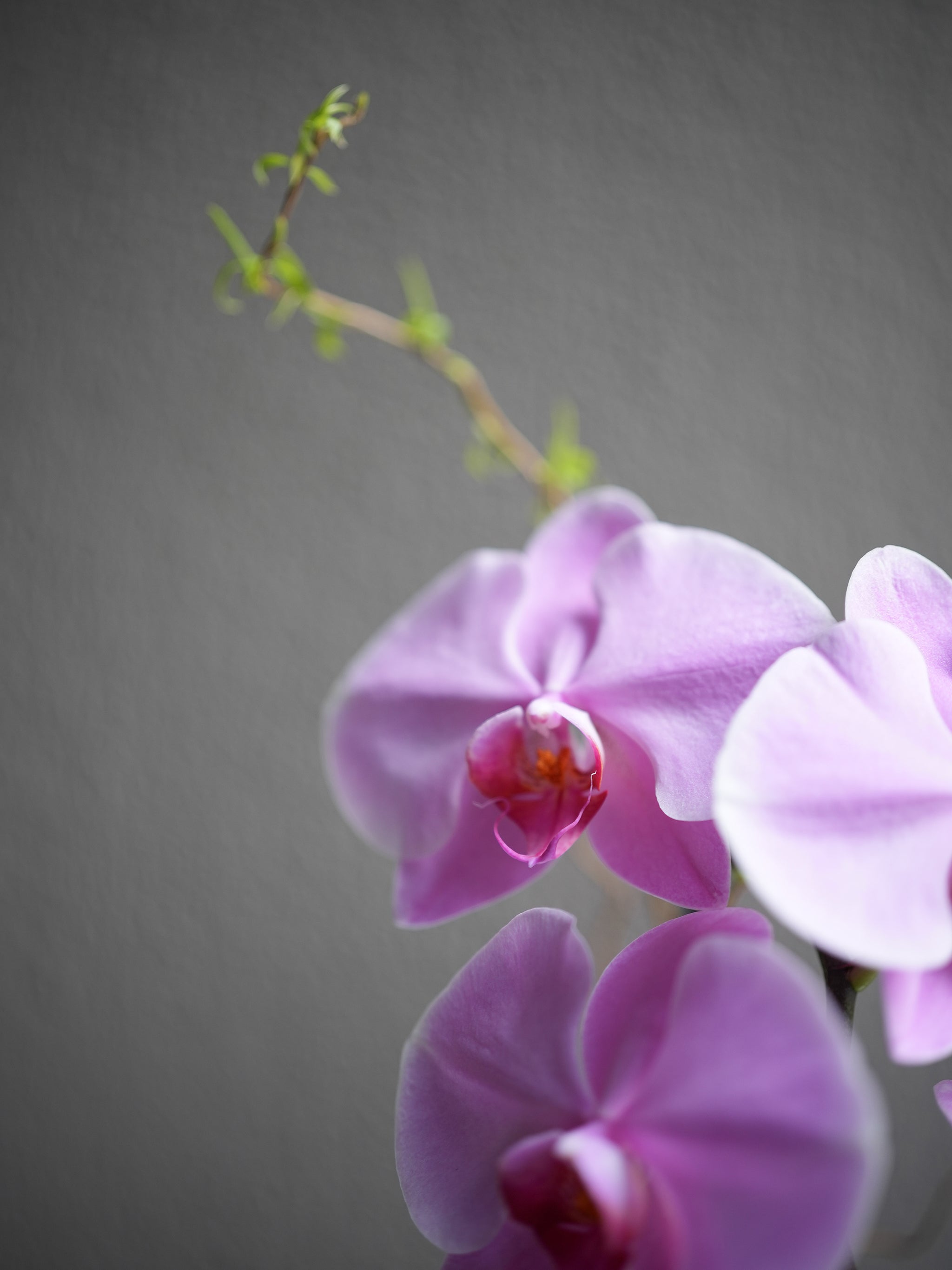 Pink Orchid Arrangement
