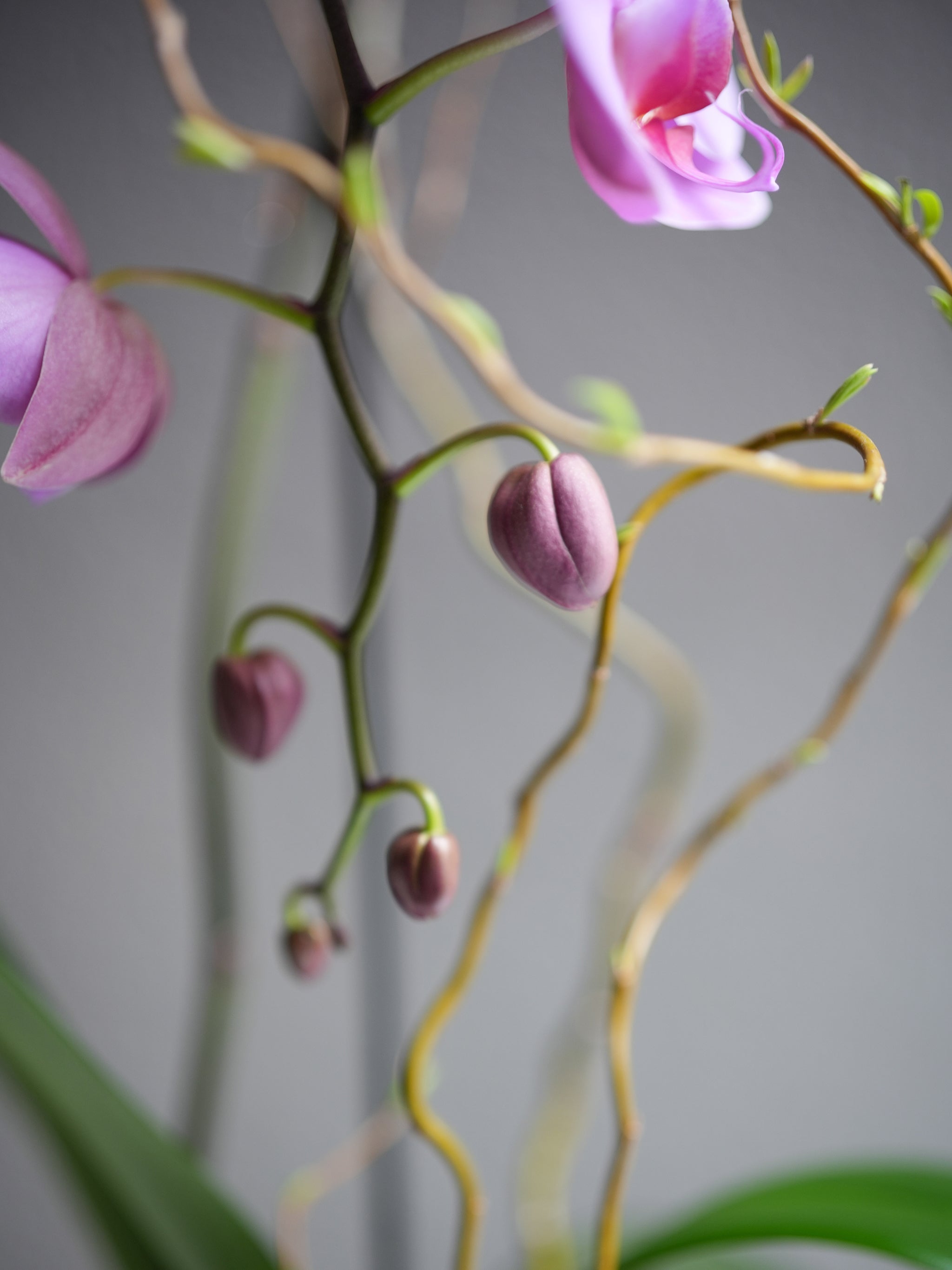 Pink Orchid Arrangement
