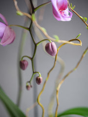 Pink Orchid Arrangement
