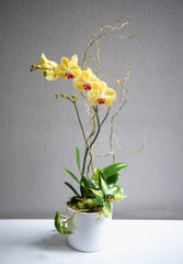 Yellow Orchid Arrangement