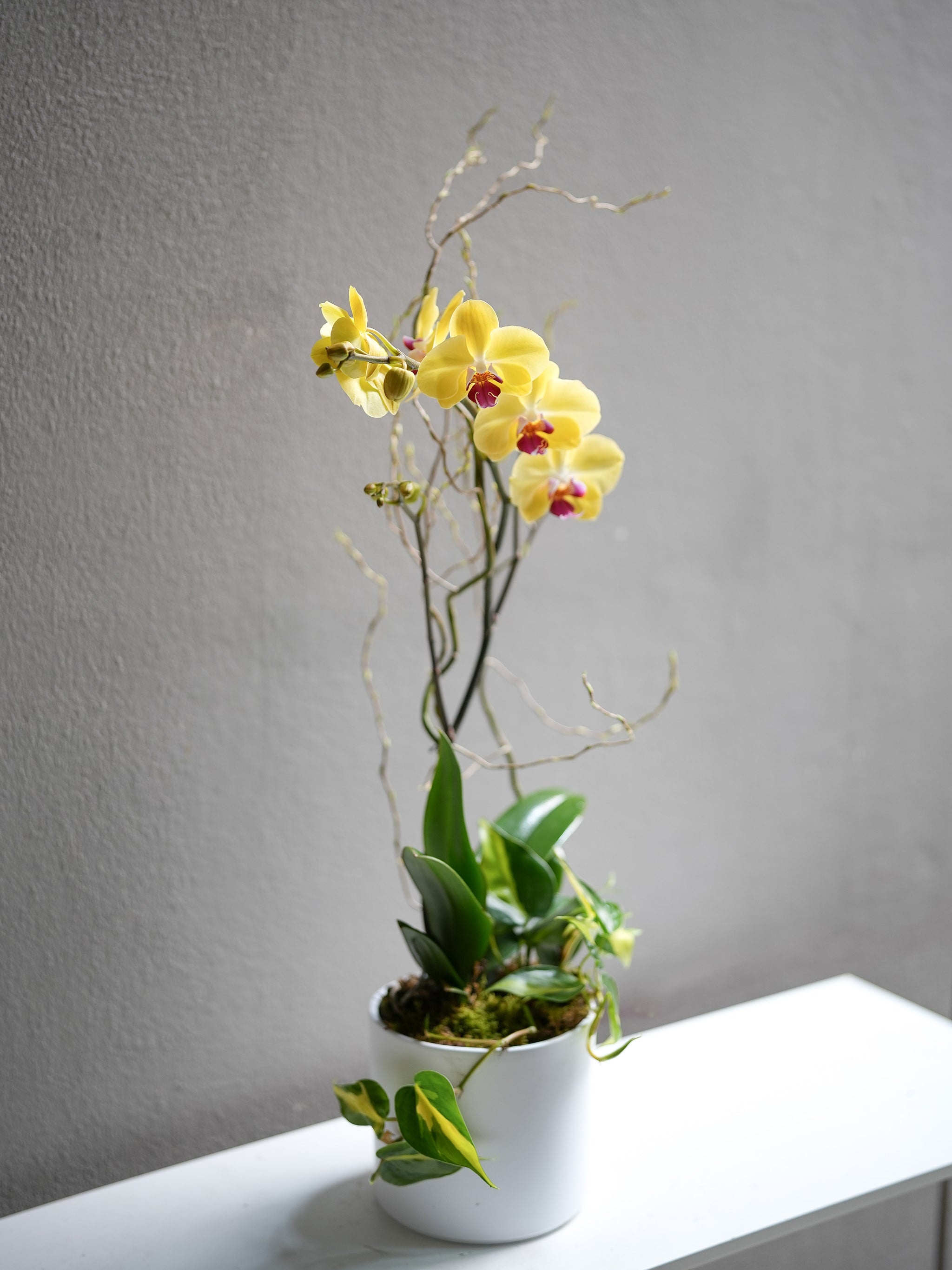 Yellow Orchid Arrangement