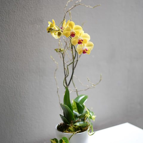 Yellow Orchid Arrangement