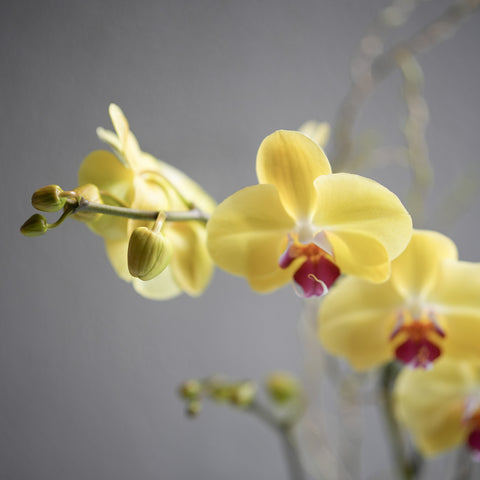 Yellow Orchid Arrangement