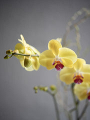 Yellow Orchid Arrangement