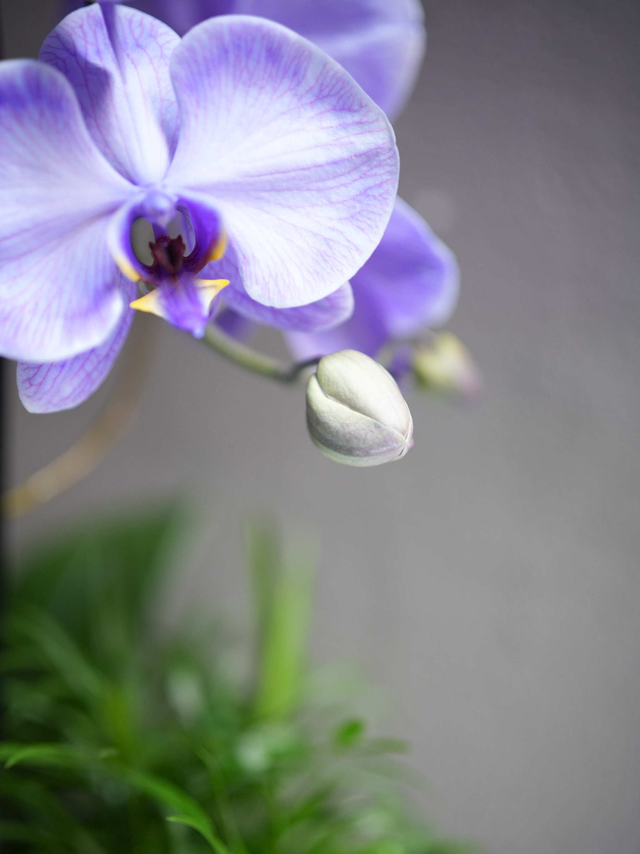 Soft Purple Orchid Arrangement