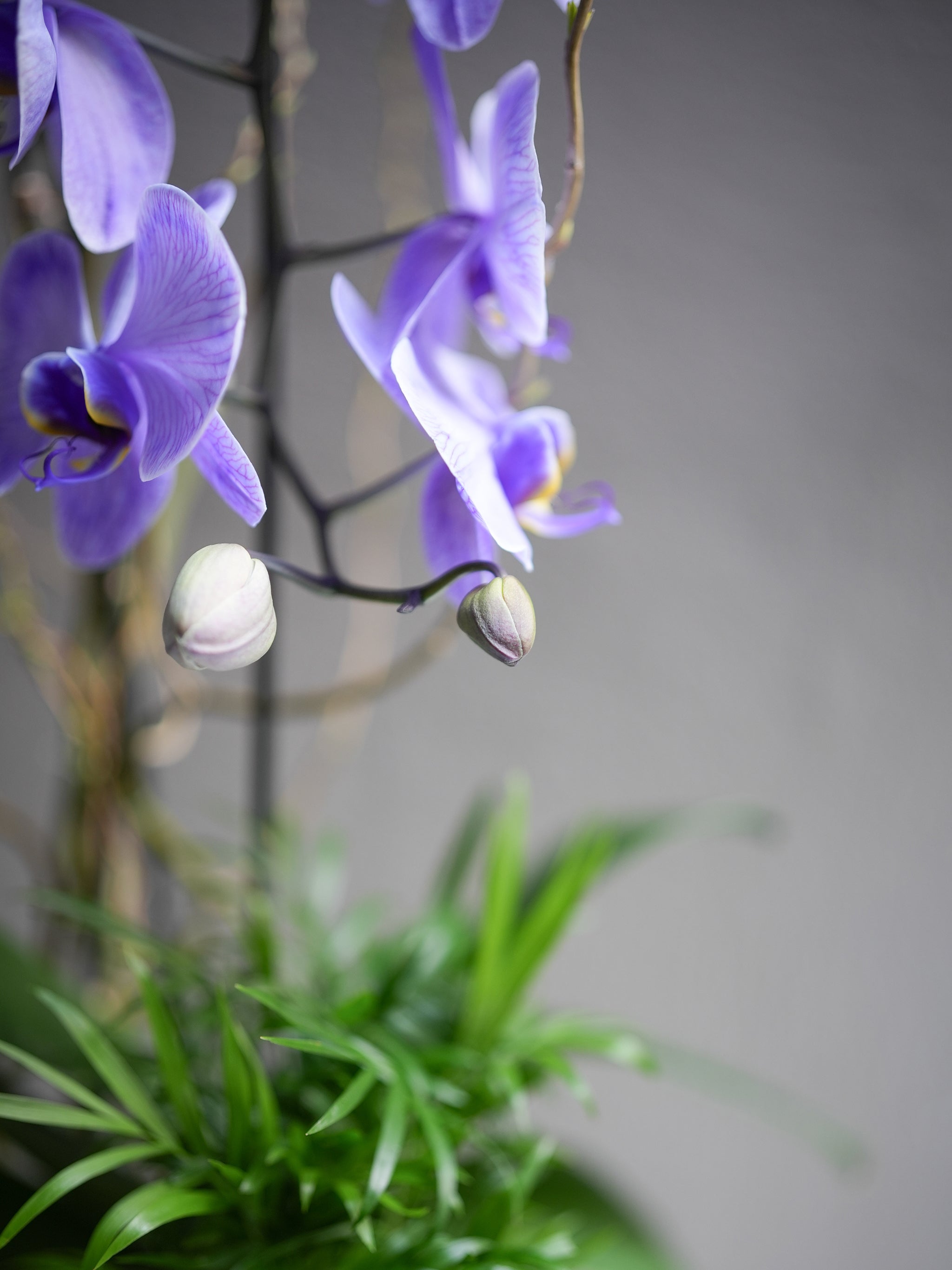 Soft Purple Orchid Arrangement