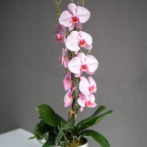 Light Pink Orchid Arrangement