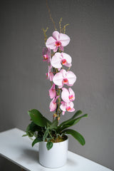 Light Pink Orchid Arrangement